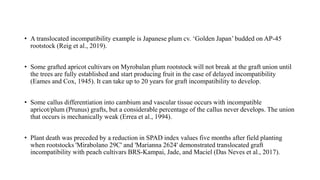 • A translocated incompatibility example is Japanese plum cv. ‘Golden Japan’ budded on AP-45
rootstock (Reig et al., 2019).
• Some grafted apricot cultivars on Myrobalan plum rootstock will not break at the graft union until
the trees are fully established and start producing fruit in the case of delayed incompatibility
(Eames and Cox, 1945). It can take up to 20 years for graft incompatibility to develop.
• Some callus differentiation into cambium and vascular tissue occurs with incompatible
apricot/plum (Prunus) grafts, but a considerable percentage of the callus never develops. The union
that occurs is mechanically weak (Errea et al., 1994).
• Plant death was preceded by a reduction in SPAD index values five months after field planting
when rootstocks 'Mirabolano 29C' and 'Marianna 2624' demonstrated translocated graft
incompatibility with peach cultivars BRS-Kampai, Jade, and Maciel (Das Neves et al., 2017).
 