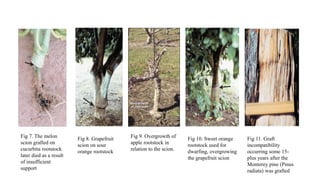 Fig 9. Overgrowth of
apple rootstock in
relation to the scion.
Fig 7. The melon
scion grafted on
cucurbita rootstock
later died as a result
of insufficient
support
Fig 10. Sweet orange
rootstock used for
dwarfing, overgrowing
the grapefruit scion
Fig 8. Grapefruit
scion on sour
orange rootstock
Fig 11. Graft
incompatibility
occurring some 15-
plus years after the
Monterey pine (Pinus
radiata) was grafted
 