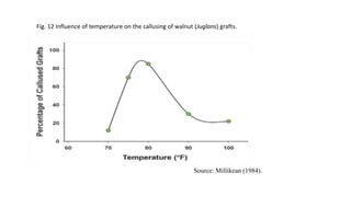 Fig. 12 Influence of temperature on the callusing of walnut (Juglans) grafts.
Source: Millikean (1984).
 