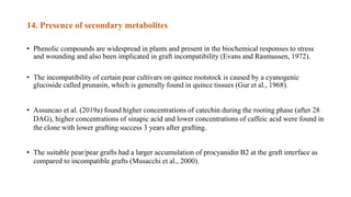 14. Presence of secondary metabolites
• Phenolic compounds are widespread in plants and present in the biochemical responses to stress
and wounding and also been implicated in graft incompatibility (Evans and Rasmussen, 1972).
• The incompatibility of certain pear cultivars on quince rootstock is caused by a cyanogenic
glucoside called prunasin, which is generally found in quince tissues (Gur et al., 1968).
• Assuncao et al. (2019a) found higher concentrations of catechin during the rooting phase (after 28
DAG), higher concentrations of sinapic acid and lower concentrations of caffeic acid were found in
the clone with lower grafting success 3 years after grafting.
• The suitable pear/pear grafts had a larger accumulation of procyanidin B2 at the graft interface as
compared to incompatible grafts (Musacchi et al., 2000).
 