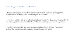 Correcting incompatible combination
• There is not a practical or cost-effective method of correcting large-scale grafting partner
incompatibilities. Normally, plants would be rogued and discarded.
• If the incompatibility is detected before the tree dies or breaks off at the union, a bridge graft with a
mutually compatible rootstock could be done with some isolated specimen trees of importance.
• Another expensive option is to inarch with a compatible rootstock seedling. The rootstock
seedlings that were joined would eventually become the main root system.
 