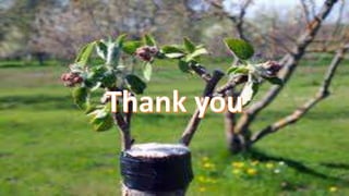 Factor affecting grafting and budding success.pptx