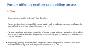 Factors affecting grafting and budding success
1. Plant
• Some plant species take graft easily than the others.
• Even when there is no incompatibility, some species such as hickories, oaks, and beeches are far
more difficult to graft than others (Hartmann et al., 2011).
• Even the most basic techniques for grafting of apples, grapes, and pears normally result in a high
percentage of successful unions, but grafting stone fruits like peaches and apricots requires more
care and attention.
• Surprisingly, grafting peaches to other compatible species like plums or almonds yields better
results than reworking back with the peaches (Hartmann et al., 2011).
 