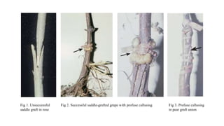 Fig 1. Unsuccessful
saddle graft in rose
Fig 3. Profuse callusing
in pear graft union
Fig 2. Successful saddle-grafted grape with profuse callusing
 