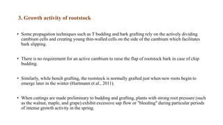 3. Growth activity of rootstock
• Some propagation techniques such as T budding and bark grafting rely on the actively dividing
cambium cells and creating young thin-walled cells on the side of the cambium which facilitates
bark slipping.
• There is no requirement for an active cambium to raise the flap of rootstock bark in case of chip
budding.
• Similarly, while bench grafting, the rootstock is normally grafted just when new roots begin to
emerge later in the winter (Hartmann et al., 2011).
• When cuttings are made preliminary to budding and grafting, plants with strong root pressure (such
as the walnut, maple, and grape) exhibit excessive sap flow or "bleeding" during particular periods
of intense growth activity in the spring.
 