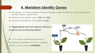 4. Meristem Identity Genes

 The decision to flower involves a dramatic change in plant architecture, which is governed
by the interplay of genes that
 Promote shoot identity, such as TFL1 and TFL2,
 Promote floral identity, such as LFY and AP1.
 Fig(alongside). Shows the systemic pathway of induction
of internal cues for flowering initiation.
 It can also be understood by study of
Flowering in Arabidopsis that how complexes
Work in a way to induce FLOWERING.
 