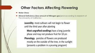 Other Factors Affecting Flowering
 Water Stress
 Mineral Deficiency (less amount of Nitrogen gas )and according to research of
The University of California :
 