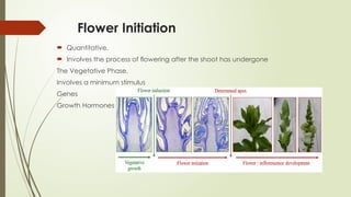 Flower Initiation
 Quantitative.
 Involves the process of flowering after the shoot has undergone
The Vegetative Phase.
Involves a minimum stimulus
Genes
Growth Hormones
 