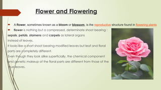 Flower and Flowering
 A flower, sometimes known as a bloom or blossom, is the reproductive structure found in flowering plants
 flower is nothing but a compressed, determinate shoot bearing :
sepals, petals, stamens and carpels as lateral organs
instead of leaves.
It looks like a short shoot bearing modified leaves but leaf and floral
parts are completely different.
Even though they look alike superficially, the chemical component
and genetic makeup of the floral parts are different from those of the
true leaves.
 