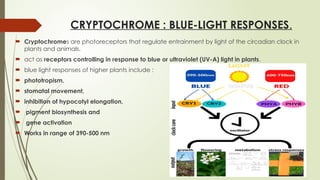 CRYPTOCHROME : BLUE-LIGHT RESPONSES.
 Cryptochromes are photoreceptors that regulate entrainment by light of the circadian clock in
plants and animals.
 act as receptors controlling in response to blue or ultraviolet (UV-A) light in plants.
 blue light responses of higher plants include :
 phototropism,
 stomatal movement,
 inhibition of hypocotyl elongation,
 pigment biosynthesis and
 gene activation
 Works in range of 390-500 nm
 