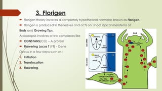3. Florigen
 Florigen theory involves a completely hypothetical hormone known as Florigen.
 Florigen is produced in the leaves and acts on shoot apical meristems of
Buds and Growing Tips.
Arabidopsis involves a few complexes like
 CONSTANS(CO) – A protein
 Flowering Locus T (FT) - Gene
Occus in a few steps such as :
1. Initiation
2. Translocation
3. Flowering.
 