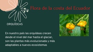 Flora de la costa del Ecuador
ORQUÍDEAS
En nuestro país las orquídeas crecen
desde el nivel del mar hasta el glaciar,
son ...
