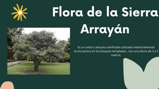 Flora de la Sierra
Arrayán
Es un arbol o arbusto ramificado utilizado medicinalmente
se encuentra en los bosques templados...
