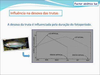 A desova da truta é influenciada pela duração do fotoperíodo. Influência na desova das trutas Factor abiótico luz 
