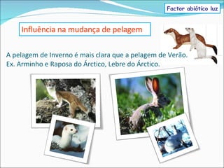A pelagem de Inverno é mais clara que a pelagem de Verão. Ex. Arminho e Raposa do Árctico, Lebre do Árctico. Influência na mudança de pelagem Factor abiótico luz 