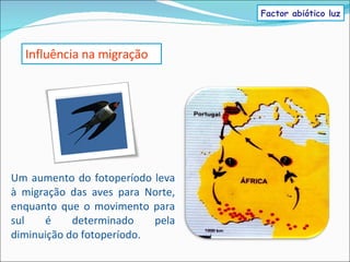 Um aumento do fotoperíodo leva à migração das aves para Norte, enquanto que o movimento para sul é determinado pela diminuição do fotoperíodo. Influência na migração Factor abiótico luz 