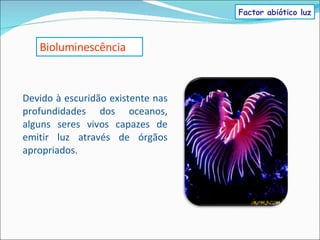 Devido à escuridão existente nas profundidades dos oceanos, alguns seres vivos capazes de emitir luz através de órgãos apropriados. Bioluminescência Factor abiótico luz 