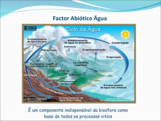 É um componente indispensável da biosfera como base de todos os processos vitais Factor Abiótico Água 