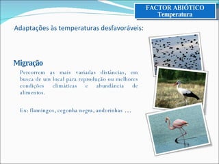Migração Percorrem as mais variadas distâncias, em busca de um local para reprodução ou melhores condições climáticas e abundância de alimentos. Ex: flamingos, cegonha negra, andorinhas  … FACTOR ABIÓTICO Temperatura Adaptações às temperaturas desfavoráveis: 