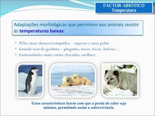 Pêlos mais densos/compridos – raposas e urso polar Grande teor de gordura – pinguins, ursos, focas, baleias… Extremidades mais curtas (focinho, orelhas) Estas características fazem com que a perda de calor seja mínima, permitindo assim a sobrevivência. FACTOR ABIÓTICO Temperatura Adaptações morfológicas que permitem aos animais resistir às  temperaturas baixas : 