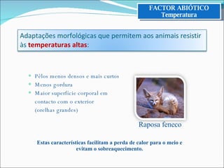 Pêlos menos densos e mais curtos Menos gordura Maior superfície corporal em contacto com o exterior (orelhas grandes) Estas características facilitam a perda de calor para o meio e evitam o sobreaquecimento. FACTOR ABIÓTICO Temperatura Raposa feneco Adaptações morfológicas que permitem aos animais resistir às  temperaturas altas : 