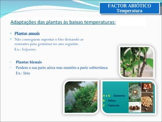 Plantas anuais Não conseguem suportar o frio deixando as sementes para germinar no ano seguinte. Ex.: feijoeiro. Adaptações das plantas às baixas temperaturas: Plantas bienais Perdem a sua parte aérea mas mantêm a parte subterrânea. Ex.: lírio FACTOR ABIÓTICO Temperatura 