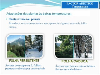 Plantas vivazes ou perenes Mantêm a sua estrutura todo o ano, apesar de algumas serem de folha caduca . Árvores com copa em Δ, folhas pequenas cobertas por uma cutícula Árvores que deixam cair as folhas e ficam em estado latente FACTOR ABIÓTICO Temperatura Adaptações das plantas às baixas temperaturas: 