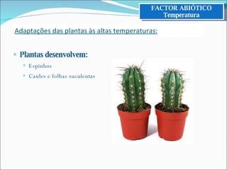 Plantas desenvolvem: Espinhos Caules e folhas suculentas FACTOR ABIÓTICO Temperatura Adaptações das plantas às altas temperaturas: 
