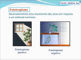 Desenvolvimento e/ou movimento dos seres em resposta a um estímulo luminoso. Fototropismo Fototropismo positivo Fototropismo negativo Factor abiótico luz 
