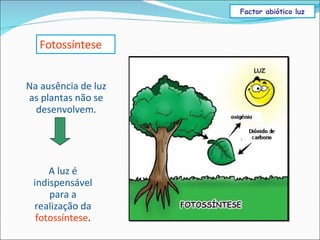 A luz é indispensável para a realização da  fotossíntese . Fotossíntese Na ausência de luz as plantas não se desenvolvem. Factor abiótico luz 