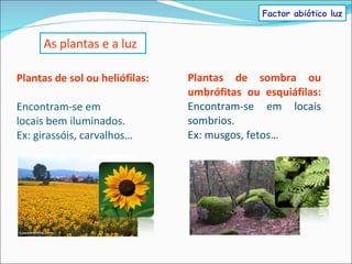 Plantas de sol ou heliófilas: Encontram-se em locais bem iluminados. Ex: girassóis, carvalhos… As plantas e a luz Plantas de sombra ou umbrófitas ou esquiáfilas: Encontram-se em locais sombrios. Ex: musgos, fetos… Factor abiótico luz 