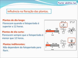Plantas de dia curto: Florescem sempre que o fotoperíodo é menor que 12 horas. Influência na floração das plantas. Plantas de dia longo: Florescem quando o fotoperíodo é superior a 12 horas. Plantas indiferentes: Não dependem do fotoperíodo para florir. Factor abiótico luz 