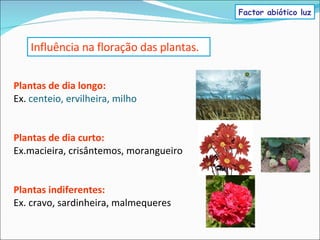 Plantas de dia longo: Ex.  centeio, ervilheira, milho Plantas de dia curto: Ex.macieira, crisântemos, morangueiro Plantas indiferentes: Ex. cravo, sardinheira, malmequeres Influência na floração das plantas. Factor abiótico luz 