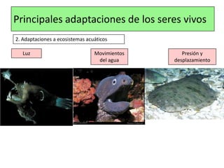 Principales adaptaciones de los seres vivos
2. Adaptaciones a ecosistemas acuáticos
Luz Movimientos
del agua
Presión y
desplazamiento
 