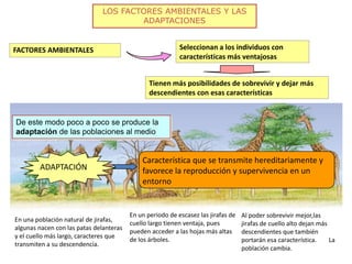 LOS FACTORES AMBIENTALES Y LAS
ADAPTACIONES
FACTORES AMBIENTALES Seleccionan a los individuos con
características más ventajosas
Tienen más posibilidades de sobrevivir y dejar más
descendientes con esas características
En una población natural de jirafas,
algunas nacen con las patas delanteras
y el cuello más largo, caracteres que
transmiten a su descendencia.
En un periodo de escasez las jirafas de
cuello largo tienen ventaja, pues
pueden acceder a las hojas más altas
de los árboles.
Al poder sobrevivir mejor,las
jirafas de cuello alto dejan más
descendientes que también
portarán esa característica. La
población cambia.
De este modo poco a poco se produce la
adaptación de las poblaciones al medio
ADAPTACIÓN
Característica que se transmite hereditariamente y
favorece la reproducción y supervivencia en un
entorno
 