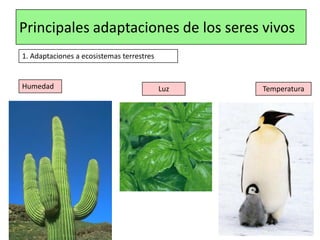 Principales adaptaciones de los seres vivos
1. Adaptaciones a ecosistemas terrestres
Humedad Luz Temperatura
 