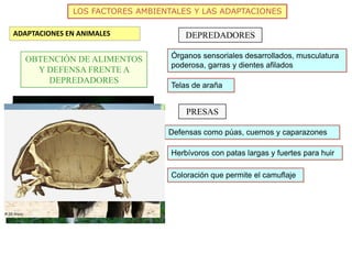 LOS FACTORES AMBIENTALES Y LAS ADAPTACIONES
ADAPTACIONES EN ANIMALES
OBTENCIÓN DE ALIMENTOS
Y DEFENSA FRENTE A
DEPREDADORES
DEPREDADORES
Órganos sensoriales desarrollados, musculatura
poderosa, garras y dientes afilados
Telas de araña
PRESAS
Defensas como púas, cuernos y caparazones
Herbívoros con patas largas y fuertes para huir
Coloración que permite el camuflaje
 