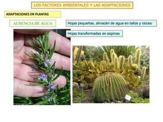 LOS FACTORES AMBIENTALES Y LAS ADAPTACIONES
ADAPTACIONES EN PLANTAS
AUSENCIA DE AGUA Hojas pequeñas, almacén de agua en tallos y raíces
Hojas transformadas en espinas
 