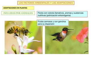 LOS FACTORES AMBIENTALES Y LAS ADAPTACIONES
ADAPTACIONES EN PLANTAS
INFLUIDAS POR ANIMALES Flores con colores llamativos, aromas y sustancias
nutritivas (polinización entomógama)
Frutos carnosos y con ganchos
para su dispersión
 