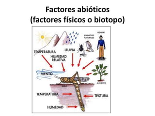 Factores abióticos
(factores físicos o biotopo)
 