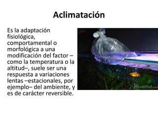 Aclimatación
Es la adaptación
fisiológica,
comportamental o
morfológica a una
modificación del factor –
como la temperatura o la
altitud–, suele ser una
respuesta a variaciones
lentas –estacionales, por
ejemplo– del ambiente, y
es de carácter reversible.
 
