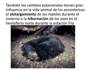 También los cambios estacionales tienen gran
influencia en la vida animal de los ecosistemas:
el aletargamiento de los reptiles durante el
invierno o la hibernación de los osos en el
hemisferio norte durante la estación fría
 
