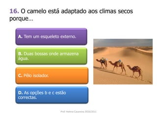 16. O camelo está adaptado aos climas secos
porque…
A. Tem um esqueleto externo.
B. Duas bossas onde armazena
água.
C. Pêlo isolador.
D. As opções b e c estão
correctas.
Prof. Helena Casanova 2010/2011
 