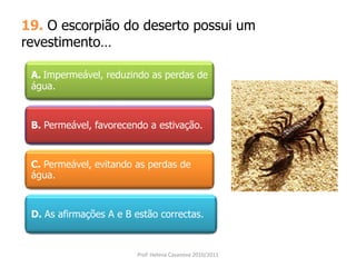 19. O escorpião do deserto possui um
revestimento…
A. Impermeável, reduzindo as perdas de
água.
B. Permeável, favorecendo a estivação.
C. Permeável, evitando as perdas de
água.
D. As afirmações A e B estão correctas.
Prof. Helena Casanova 2010/2011
 