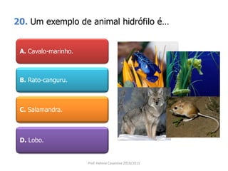 20. Um exemplo de animal hidrófilo é…
A. Cavalo-marinho.
B. Rato-canguru.
C. Salamandra.
D. Lobo.
Prof. Helena Casanova 2010/2011
 