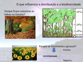 O que influencia a distribuição e a biodiversidade Porque ficam castanhas as folhas no Outono? Porque se movimenta o girassol? FOTOTROPISMO Positivo Negativo 