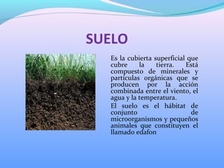 SUELO
Es la cubierta superficial que
cubre la tierra. Está
compuesto de minerales y
partículas orgánicas que se
producen por la acción
combinada entre el viento, el
agua y la temperatura.
El suelo es el hábitat de
conjunto de
microorganismos y pequeños
animales que constituyen el
llamado edafon
 