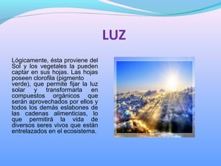 LUZ
Lógicamente, ésta proviene del 
Sol  y  los  vegetales  la  pueden 
captar en sus hojas. Las hojas 
poseen clorofila (pigmento 
verde),  que  permite  fijar  la  luz 
solar  y  transformarla  en 
compuestos  orgánicos  que 
serán aprovechados por ellos y 
todos los demás eslabones de 
las  cadenas  alimenticias,  lo 
que  permitirá  la  vida  de 
diversos seres vivos que están 
entrelazados en el ecosistema.
 