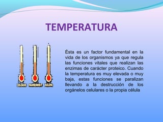 TEMPERATURA
Ésta es un factor fundamental en la
vida de los organismos ya que regula
las funciones vitales que realizan las
enzimas de carácter proteico. Cuando
la temperatura es muy elevada o muy
baja, estas funciones se paralizan
llevando a la destrucción de los
orgánelos celulares o la propia célula
 