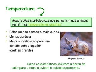 • Pêlos menos densos e mais curtos
• Menos gordura
• Maior superfície corporal em
contato com o exterior
(orelhas grandes)
Temperatura
Adaptações morfológicas que permitem aos animais
resistir às temperaturas quentes:
Estas características facilitam a perda de
calor para o meio e evitam o sobreaquecimento.
Raposa feneco
 